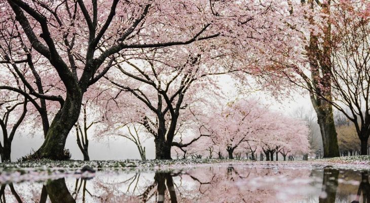 Alina Orchestra - The Stables - Feb 26